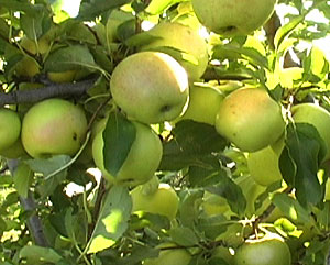 apples hood river